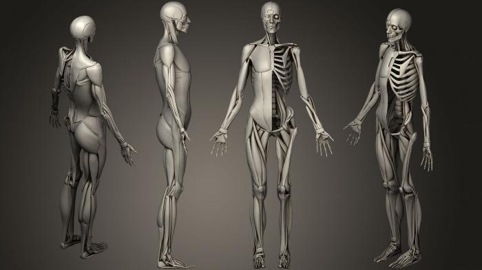 Anatomy of skeletons and skulls (ANTM_0208) 3D model for CNC machine